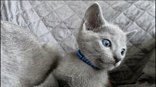 Réaction d’un chaton qui entend le grognement d’un chat ￼ [upl. by Annoit]