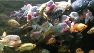 5300 L  Big American Cichlids  feeding time  wwwcichlidklubsk [upl. by Irat]