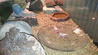 Bearded dragon eating pinky mice Not for the weak stomached [upl. by Teodoro]