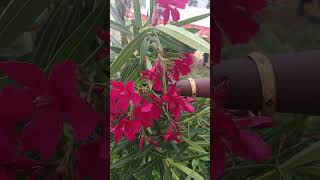 Red Arali floweraadhav vlogs keepsupporting [upl. by Gruchot]