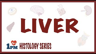 Liver Histology [upl. by Filippa744]