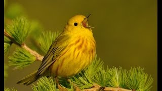 Paruline jaune Yellow Warbler [upl. by Suk312]