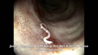 Endoscopy Ancylostoma Duodenum dog Parasitosis [upl. by Wilfred203]