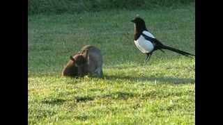 STOAT AND RABBIT PONTEFRACT PARK [upl. by Eidnam968]