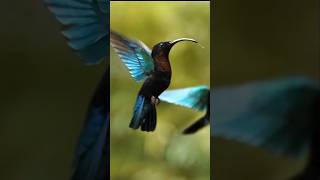 Eulampis jugularis Humming Birds Feeding in Balata Garden nature forest travel wildlife birds [upl. by Adnohsirk]