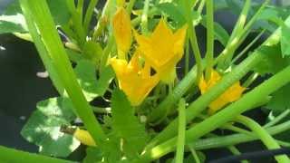 How To Pollinate Squash Plants By Hand [upl. by Emlen]