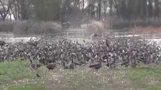 Pintail ducks flee from falcon at Sacramento National Wildlife Refuge Complex [upl. by Ecyal]