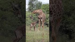 A baby giraffe still a bit unsteady on its feet stays close to its mom wildlife photography [upl. by Enylodnewg595]