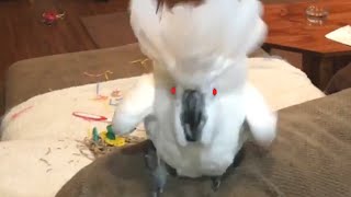 Super Vocal Birds  Funny Bird Video Compilation 2020 [upl. by Holloway]