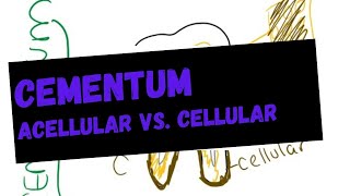 Cementum  acellular vs cellular cementum [upl. by Kcirred]