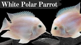 Platinum White Polar Parrot Cichlid  Melanotaenia praecox  Care Guide [upl. by Ribble]