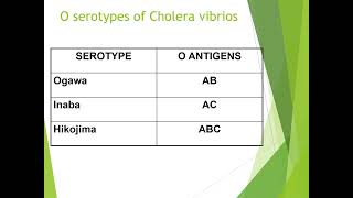 Vibrio Cholerae [upl. by Yecnay]