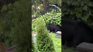 Oso negro en New Jersey [upl. by Eolcin]