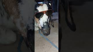 Chasma lagane Wali bakri [upl. by Shamma]