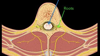 Spinal nerves [upl. by Suoicerp]