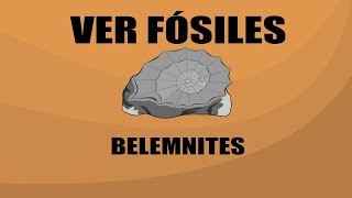 Belemnites  Ver Fósiles [upl. by Ysiad306]