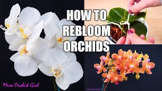 Orchid Care for Beginners  How to make Phalaenopsis Orchids rebloom  Spot amp shape flower spikes [upl. by Wrench]