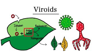 What are Viroids  MCAT Biology [upl. by Tallulah]