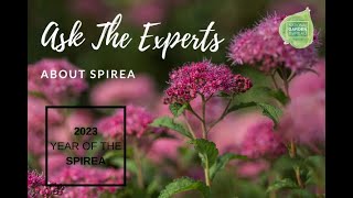 Ask the Experts about Spirea  a great shrub for your landscape [upl. by Robbert]