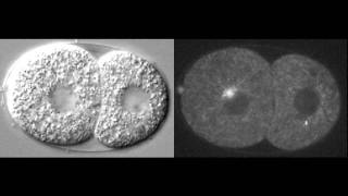 Tubulin GFP [upl. by Acilef]