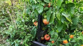 July Walkthrough Of The Potager Garden [upl. by Lipkin958]