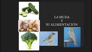 ALIMENTACIÓN DURANTE LA MUDA  vemos como avanzan mis pajaros [upl. by Karlene597]