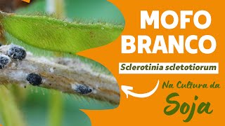 MOFO BRANCO  Sclerotinia scletotiorum  Como identificar e manejar essa doença fúngica na soja [upl. by Ozner]