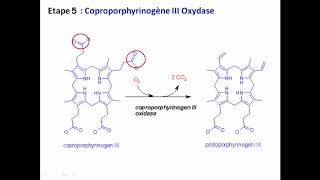 Cours Biosynthèse des PorphyrinesDr GOURI A [upl. by Carothers]