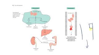 5 Normocytic Anemia Part 21 Hemolytic  Classification and labs  سيكون هناك دماء [upl. by Felton674]