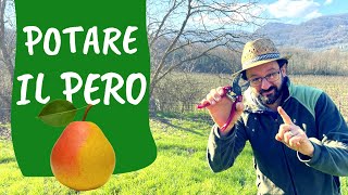 POTATURA del PERO come e quando potare lalbero di pere [upl. by Theodor]