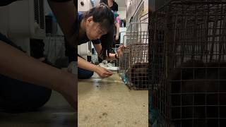 Sedating a Feral Cat for Spay Surgery [upl. by Shrier]