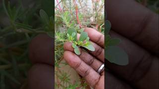 How to Collect Purslane Seeds shorts youtube trending purslane flowers [upl. by Fabien]