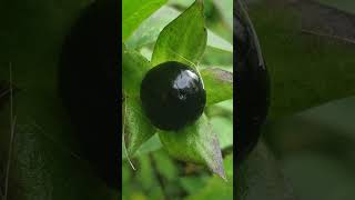 Deadly Nightshade Atropa belladonna  Freaky Creepy amp Deadly Halloween Plants [upl. by Markland]