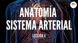 4 ANATOMÍA SISTEMA ARTERIAL ESTRUCTURA Y FUNCIÓN DEL SISTEMA CARDIOVASCULAR [upl. by Leunas138]