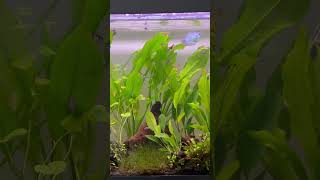 Is this the best tropical planted aquarium ever tropicalaquarium fishtank aquarium fyp shorts [upl. by Einittirb779]