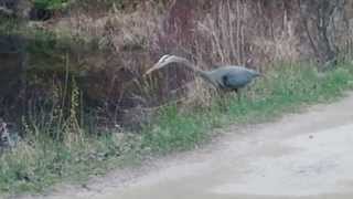 Awesome hunter skills of the Great Blue Heron [upl. by Ianteen875]