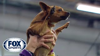 Best of the 2018 Masters Agility Championships  WESTMINSTER DOG SHOW 2018  FOX SPORTS [upl. by Larianna723]