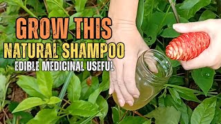 Why You Should Grow Awapuhi “Shampoo” Ginger [upl. by Etnecniv]