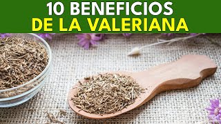 10 Beneficios Saludables de la Valeriana  BENEFICIOS SALUDABLES [upl. by Mccahill43]