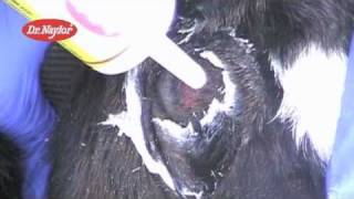 Dr Naylor Dehorning Paste Instructional Video [upl. by Wil585]