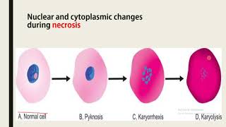 pyknosiskaryorrhexiskaryolysis يُنتَفع به [upl. by Navak]