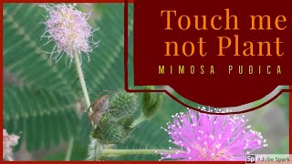 Touch me not plant  Mimosa pudica [upl. by Eladal]