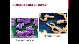 Classifications of eubacteria [upl. by Fendig]