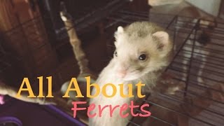 All About Ferrets Care and Cage Tour [upl. by Sivad]