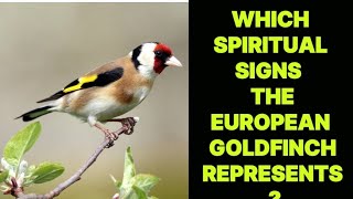 WHICH SPIRITUAL SIGNS THE EUROPEAN GOLDFINCH REPRESENTS [upl. by Beata514]