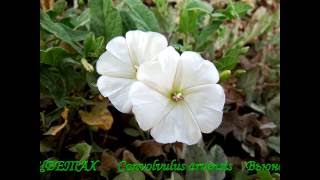 Коренастый сорняк Вьюнок полевой Chunky weed Field bindweed [upl. by Hamitaf]