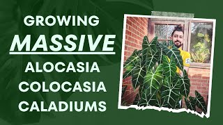 Colocasias Caladiums amp Alocasias Ultimate Indoor Growth Guide 👩‍🏫  My Top Secrets 🗝️🌿 [upl. by Tiduj]