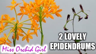 2 Epidendrum Orchids with very different flowers  radicans amp melanoporphyreum [upl. by Aicilyt]