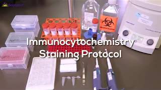 Immunocytochemistry Protocol StepbyStep [upl. by Picker149]