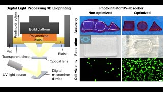 Combinations of photoinitiators and UV absorber for cellbased DLP bioprinting [upl. by Juta127]